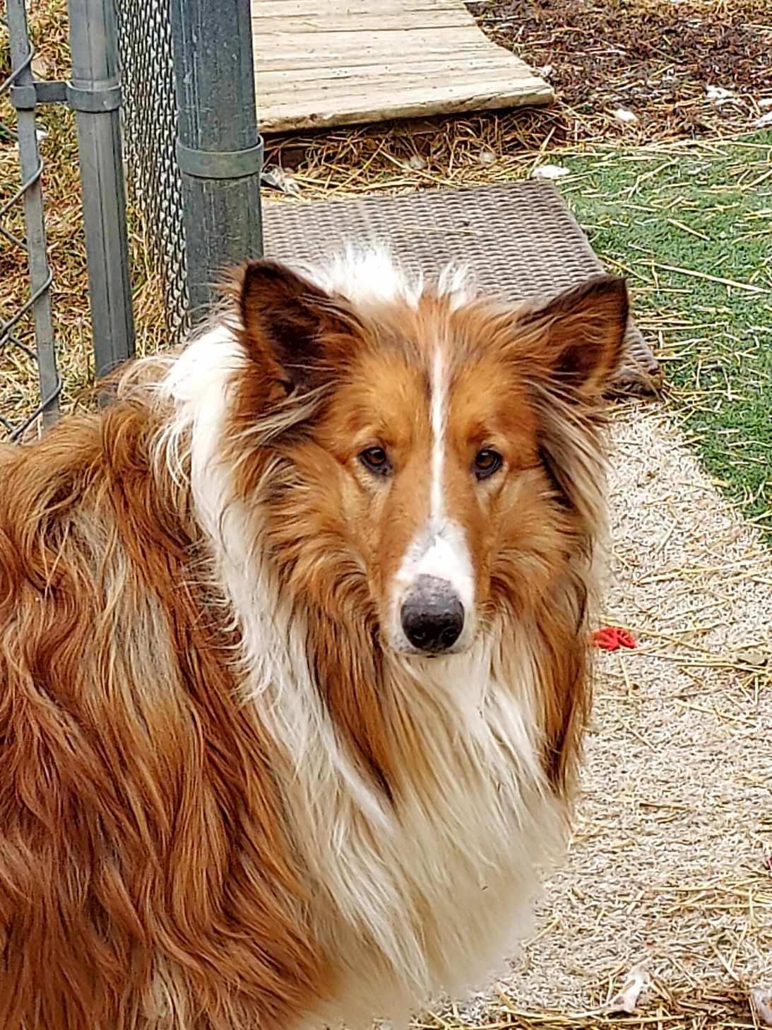 Stella, Young Female Collie