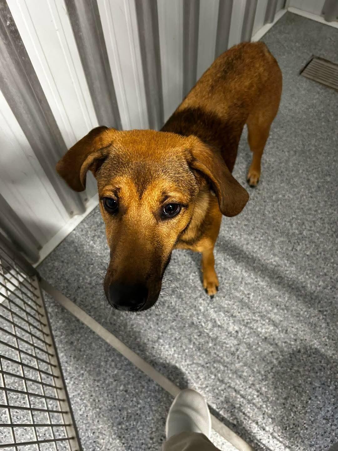 Billy Howliday (Howie), Adoptable, Young Male Shepherd & Hound.