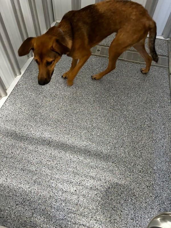Enlarge Billy Howliday (Howie), a Adoptable mixed breed in bellefontaine, OH image 2/2