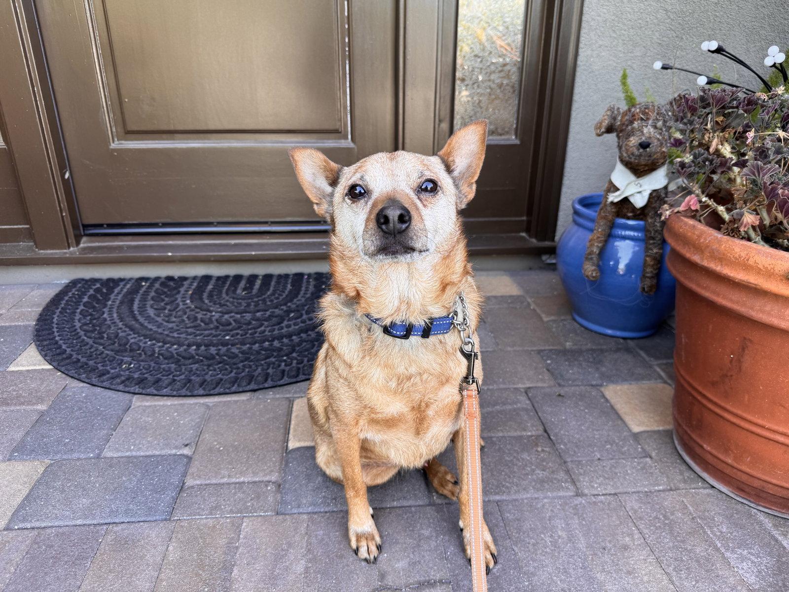 Enlarge Borris, a Adoptable Australian Cattle Dog / Blue Heeler in Santa Clara, CA image 1/3