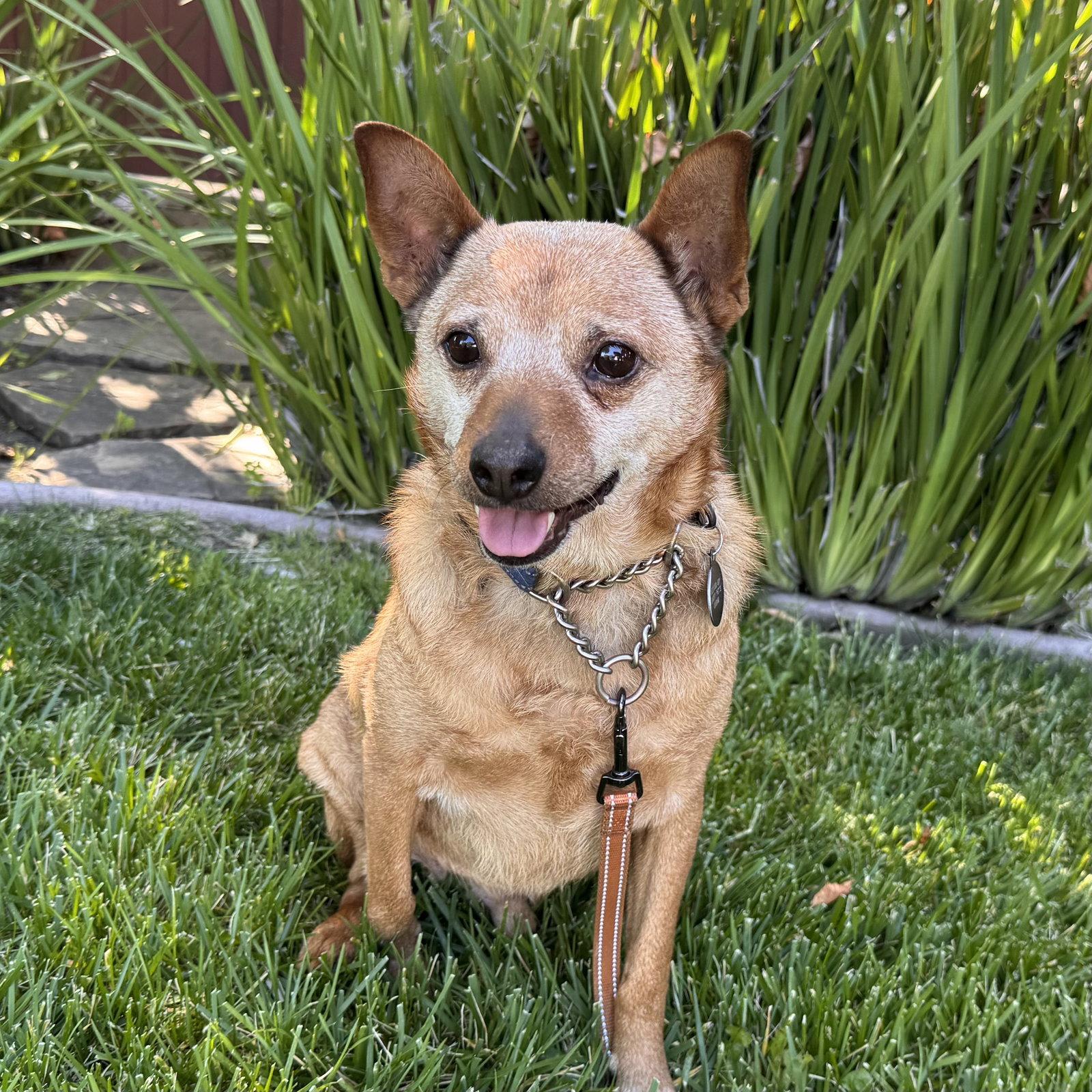 Enlarge Borris, a Adoptable Australian Cattle Dog / Blue Heeler in Santa Clara, CA image 2/3