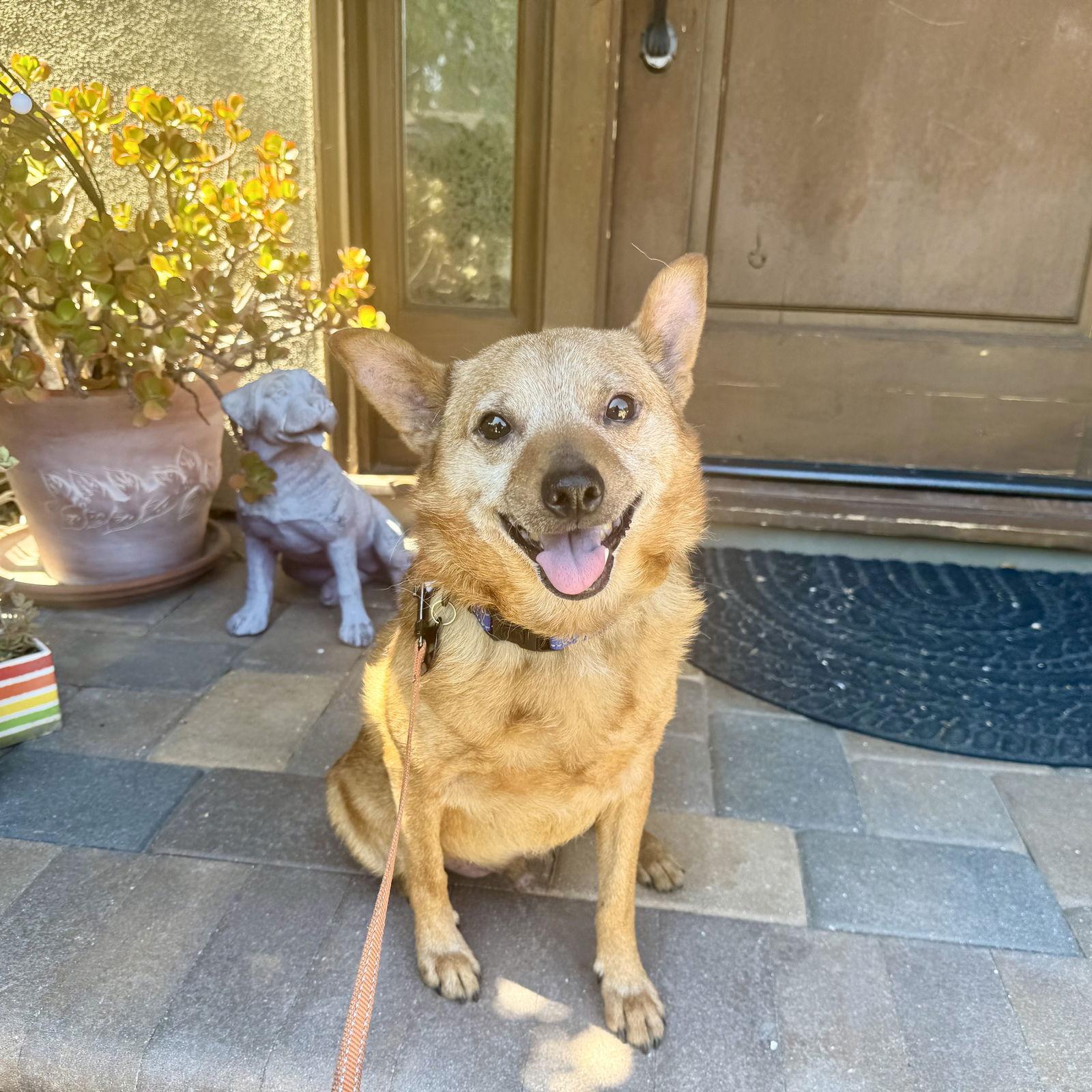 Enlarge Borris, a Adoptable Australian Cattle Dog / Blue Heeler in Santa Clara, CA image 1/1
