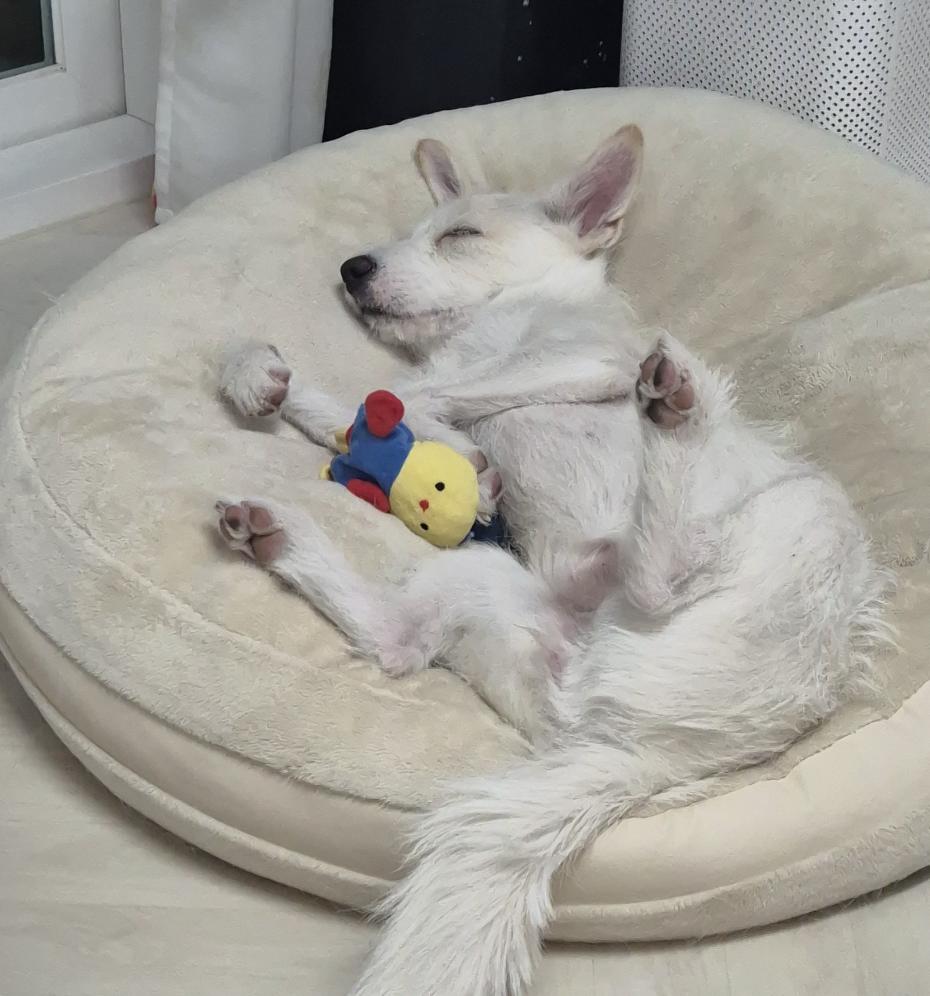 Enlarge Lily — Playful, Athletic, and Full of Heart, a Adoptable mixed breed in West Hartford , CT image 5/6