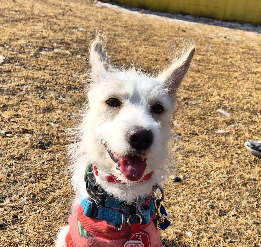 Enlarge Lily — Playful, Athletic, and Full of Heart, a Adoptable mixed breed in West Hartford , CT image 2/6