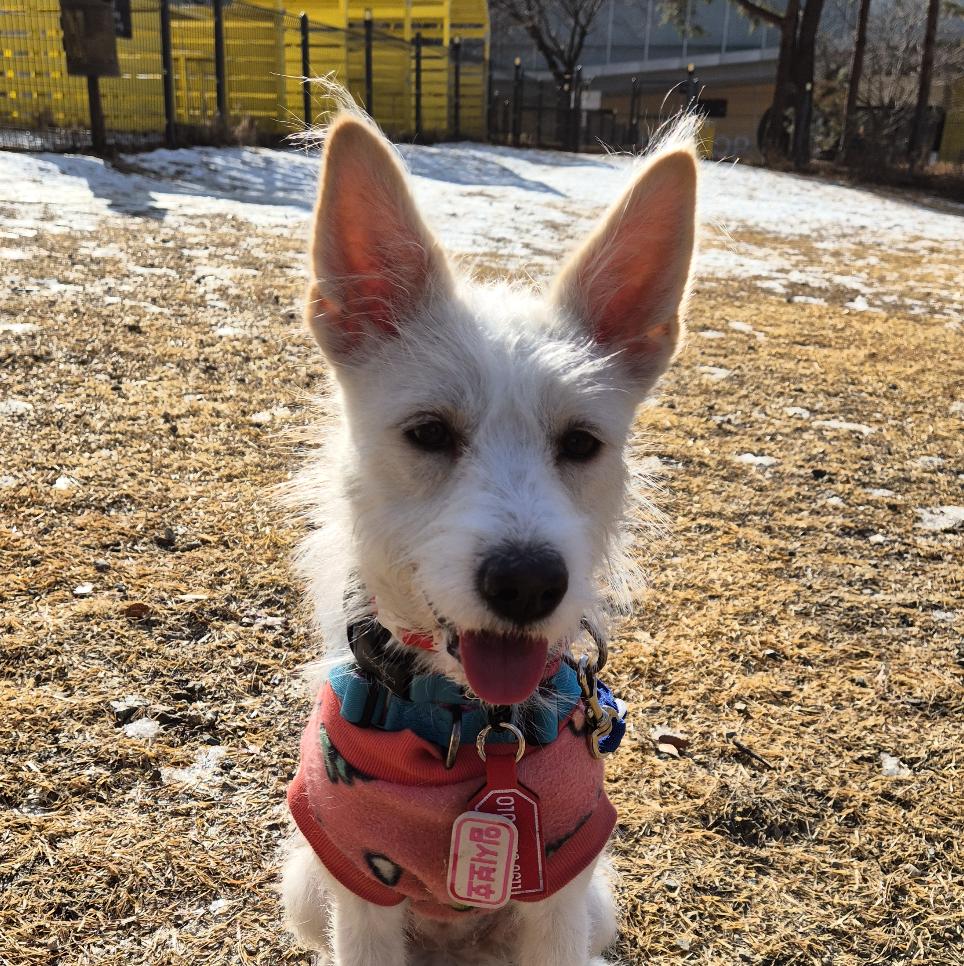 Enlarge Lily — Playful, Athletic, and Full of Heart, a Adoptable mixed breed in West Hartford , CT image 4/6