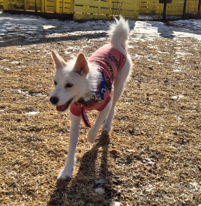 Enlarge Lily — Playful, Athletic, and Full of Heart, a Adoptable mixed breed in West Hartford , CT image 6/6