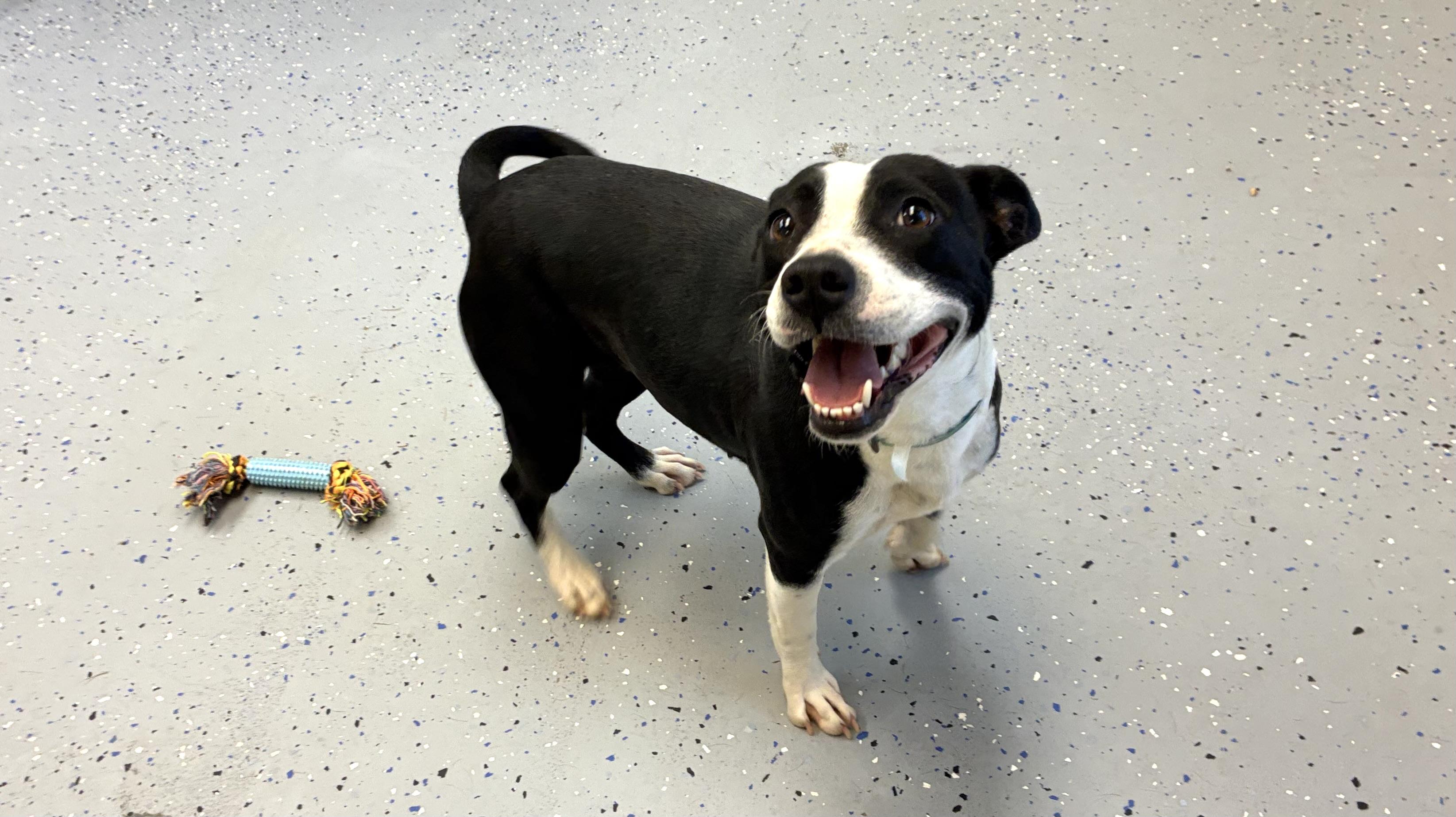 Tate, adopted, Adult Female Terrier.