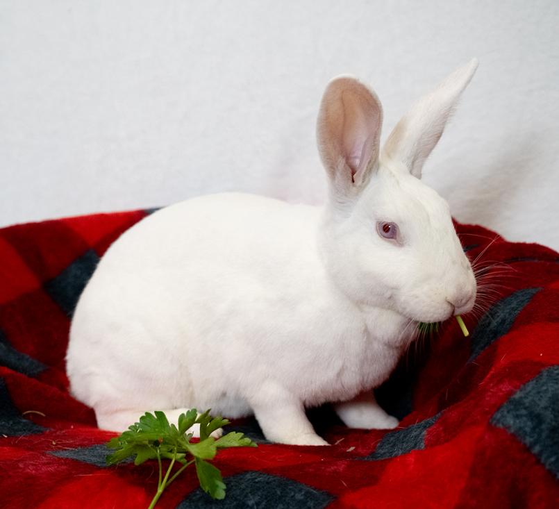 Schmoopie, Adoptable, Adult Female Florida White.