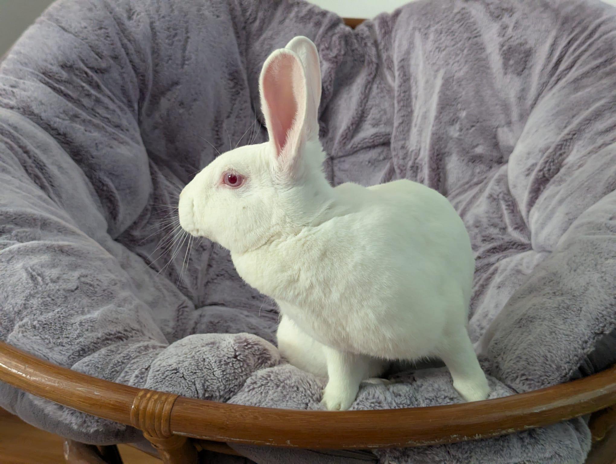 Enlarge Schmoopie, a Adoptable Florida White in Chicago, IL image 2/4