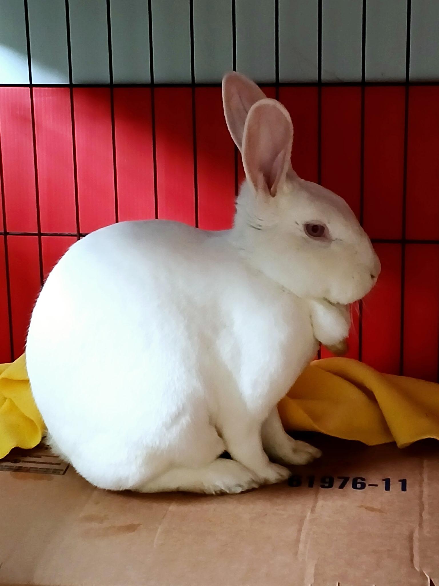 Enlarge Schmoopie, a Adoptable Florida White in Chicago, IL image 4/4