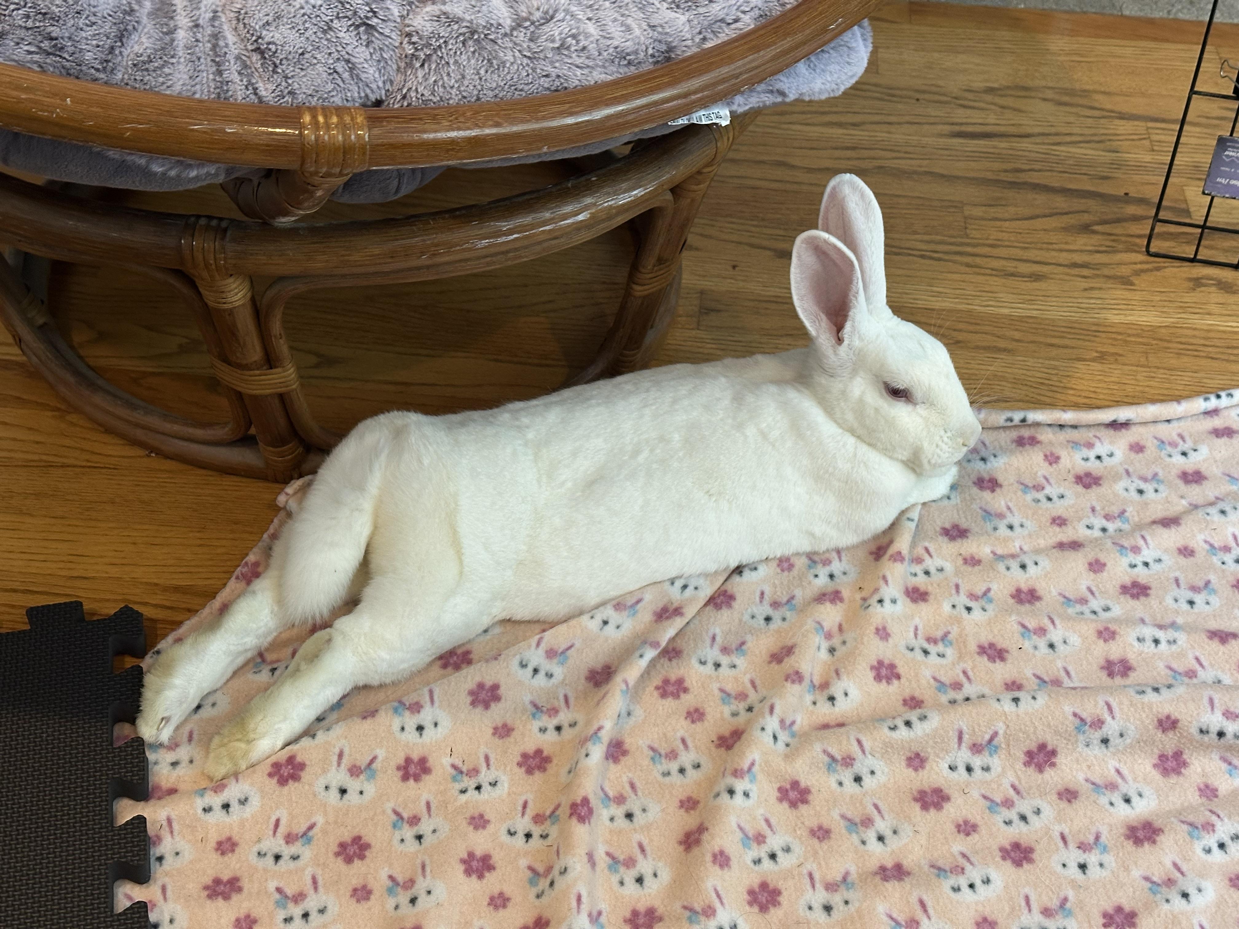 Enlarge Schmoopie, a Adoptable Florida White in Chicago, IL image 1/4