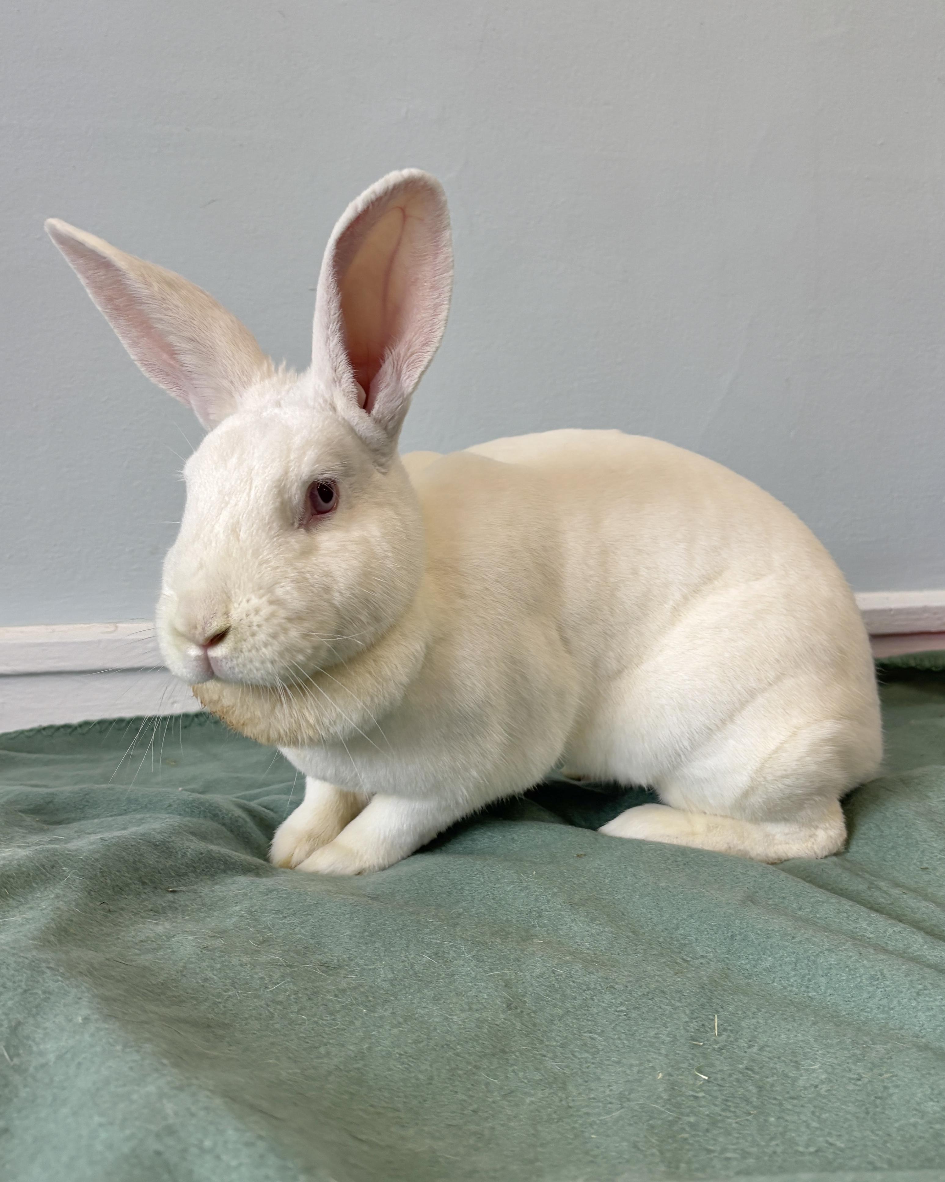 Enlarge Schmoopie, a Adoptable Florida White in Chicago, IL image 3/4