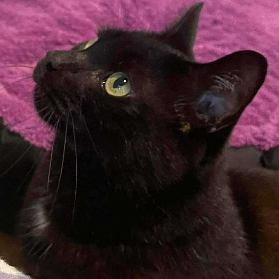 Enlarge Midnight, an adopted Domestic Short Hair in Cranston, RI image 4/6