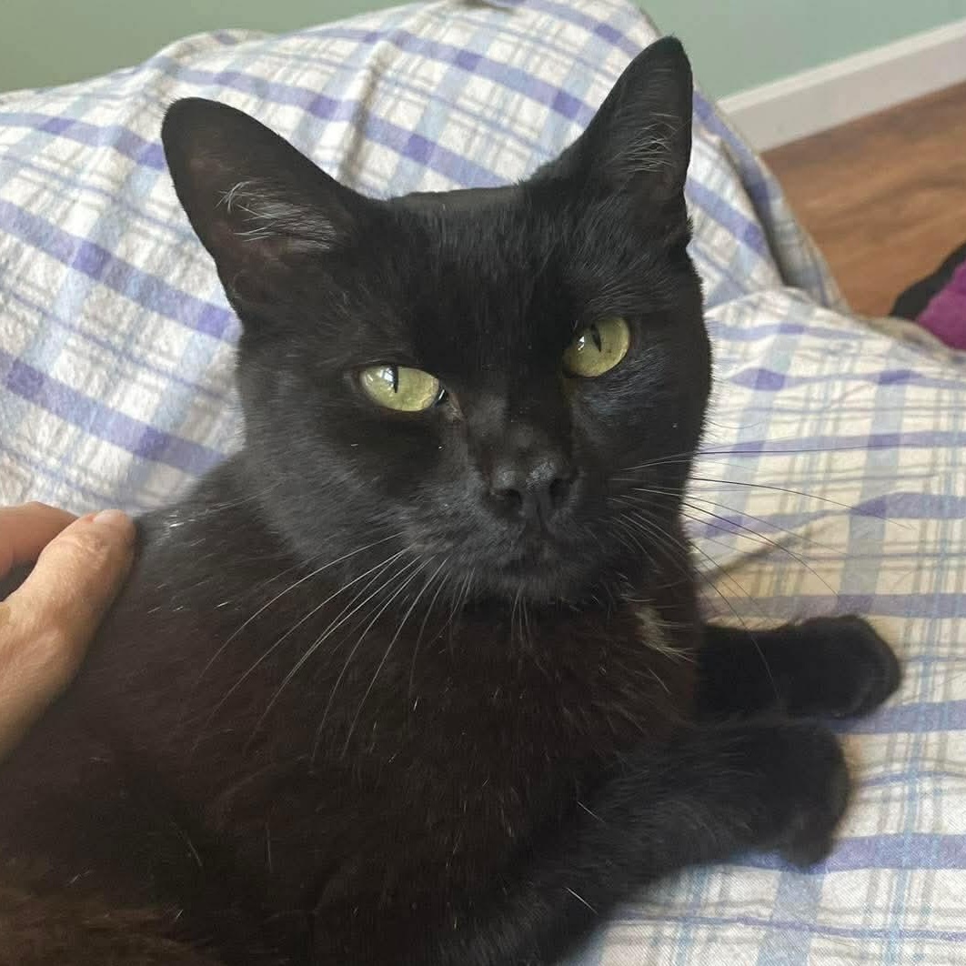 Midnight, adopted, Senior Male Domestic Short Hair.