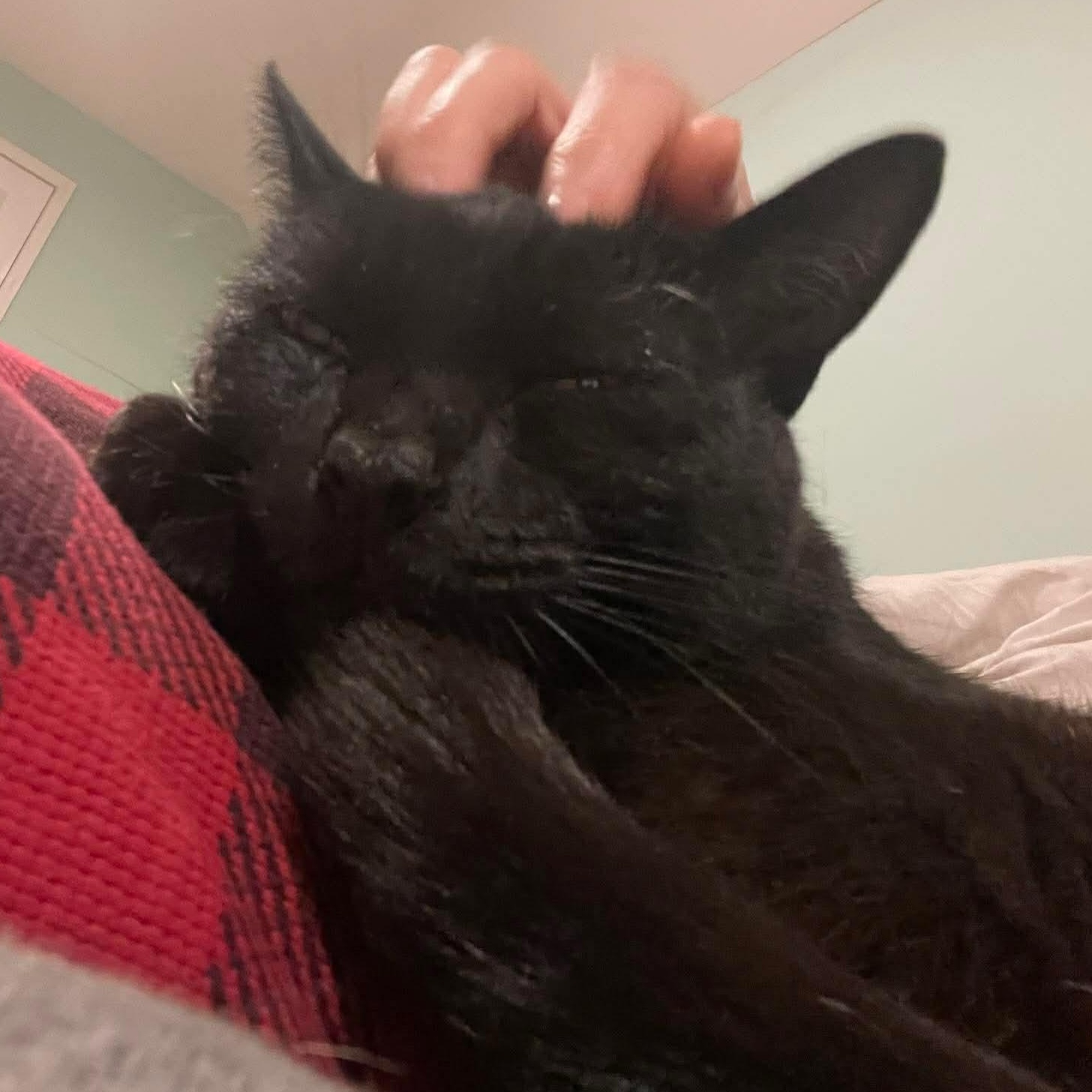 Enlarge Midnight, an adopted Domestic Short Hair in Cranston, RI image 2/6