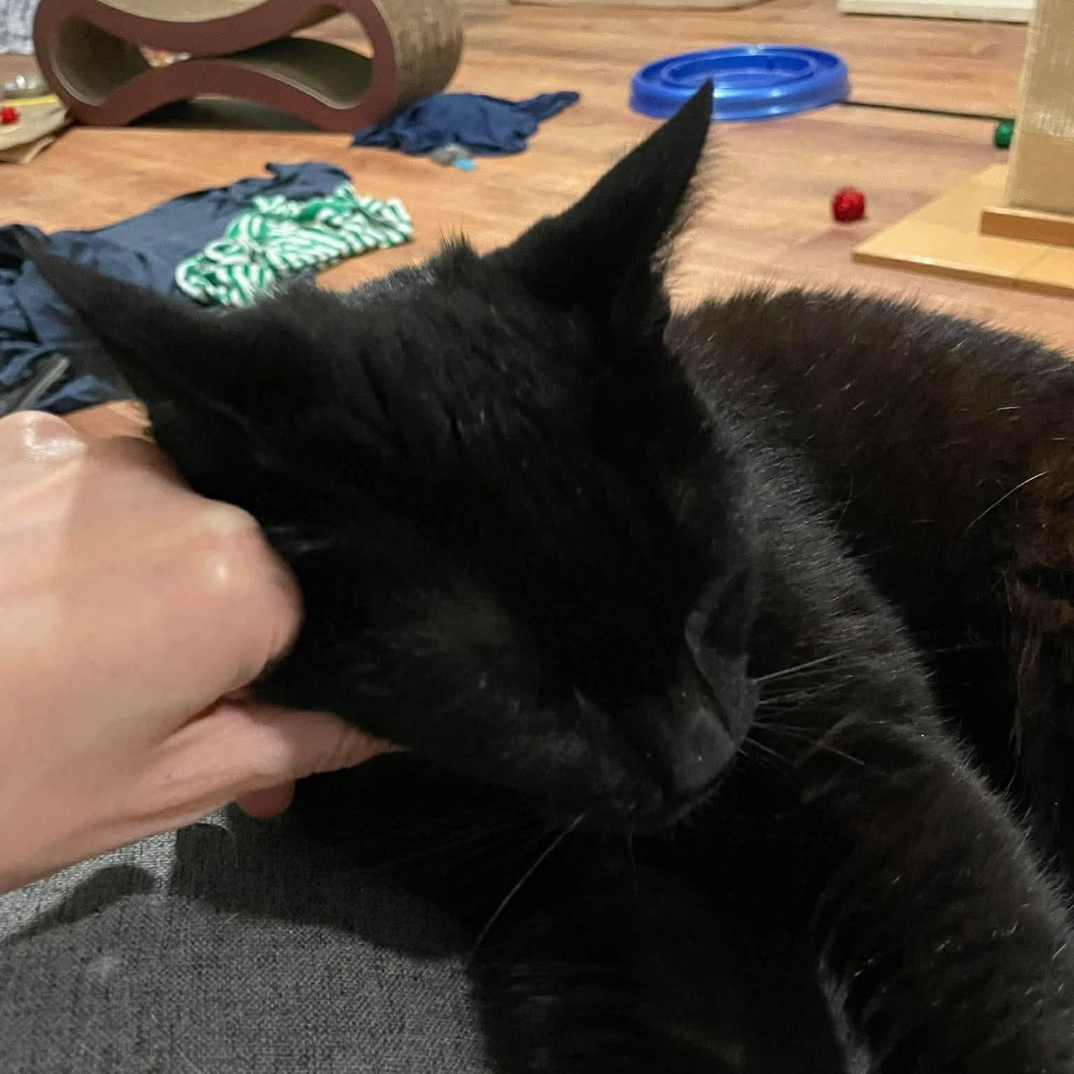 Enlarge Midnight, an adopted Domestic Short Hair in Cranston, RI image 6/6