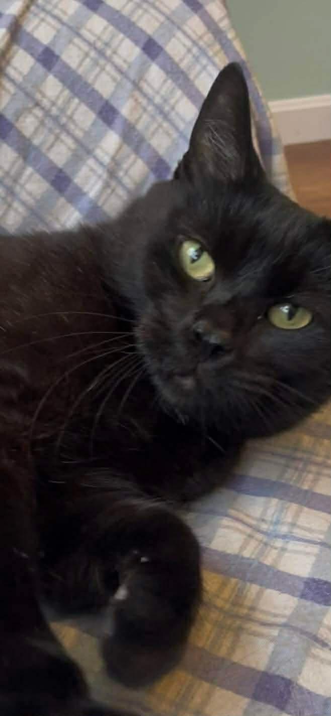 Enlarge Midnight, an adopted Domestic Short Hair in Cranston, RI image 3/6