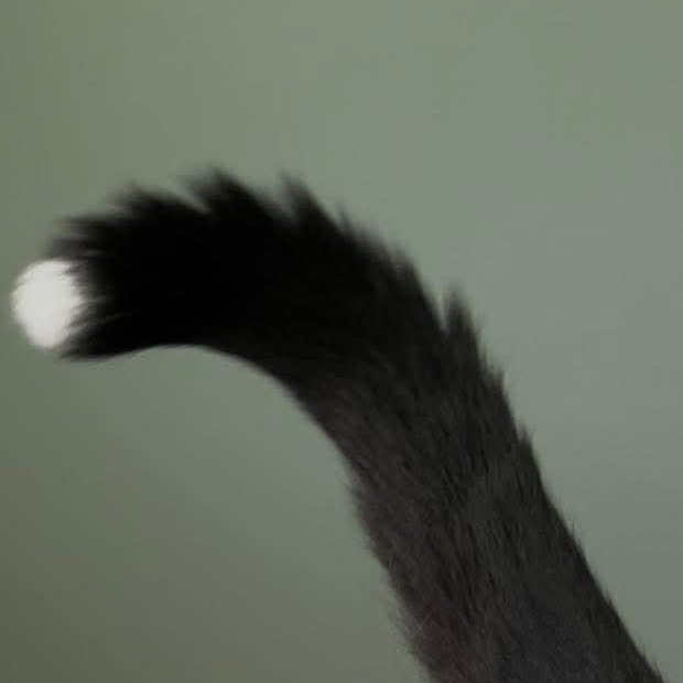Enlarge Midnight, an adopted Domestic Short Hair in Cranston, RI image 5/6