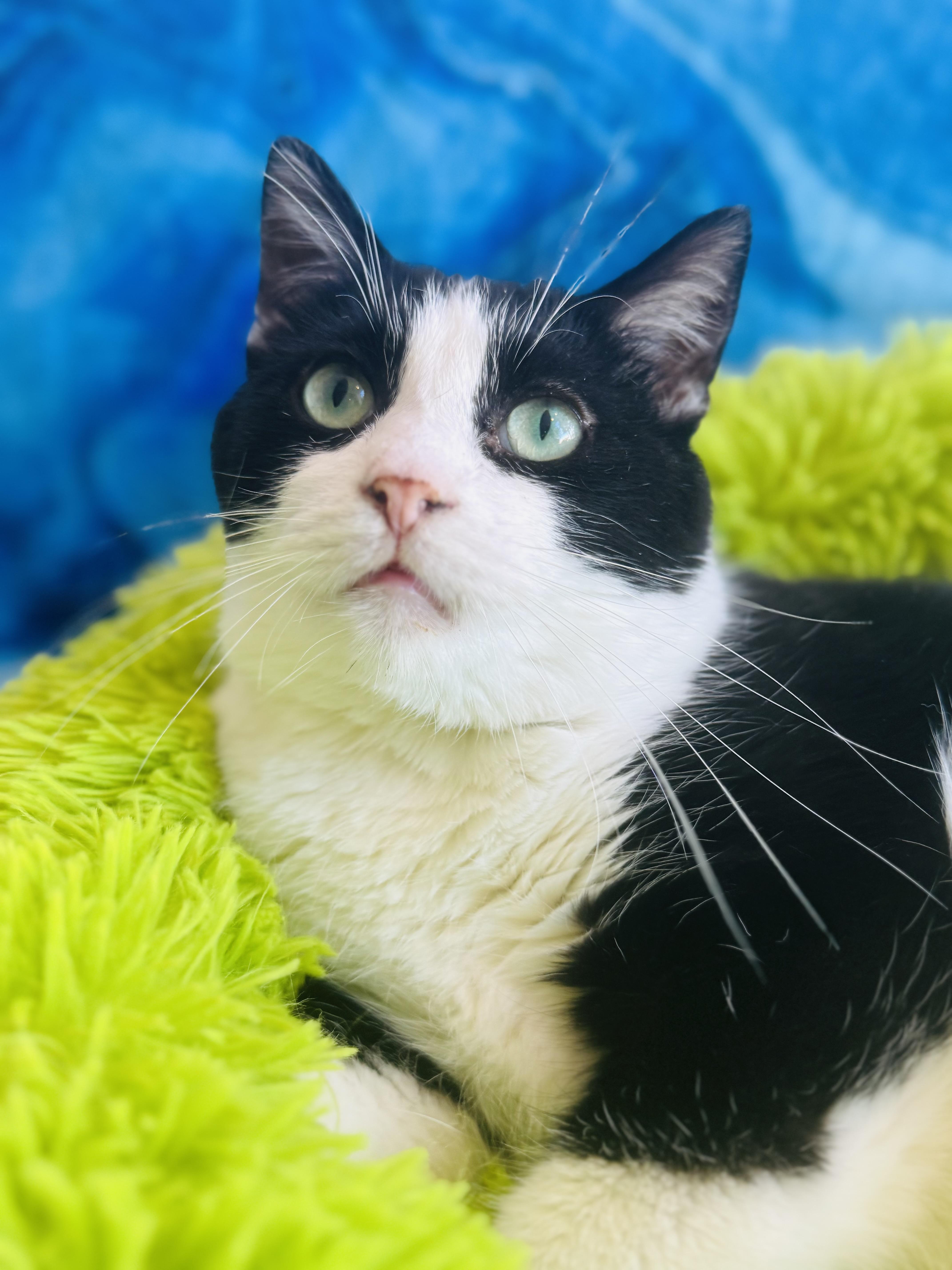 Boss, Adopted, Adult Male Tuxedo.
