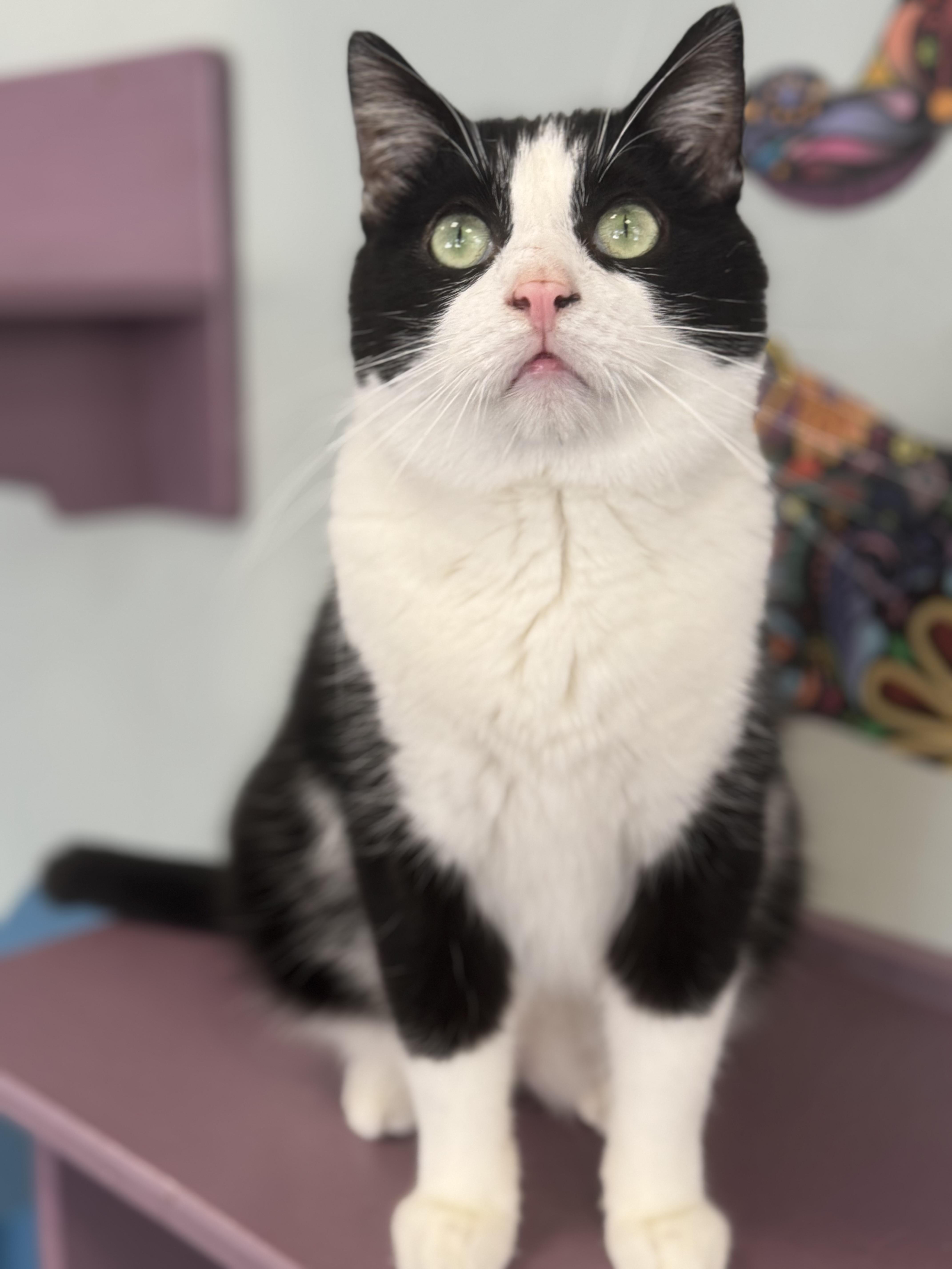 Enlarge Boss, a Adopted Tuxedo in Bloomsburg, PA image 2/4