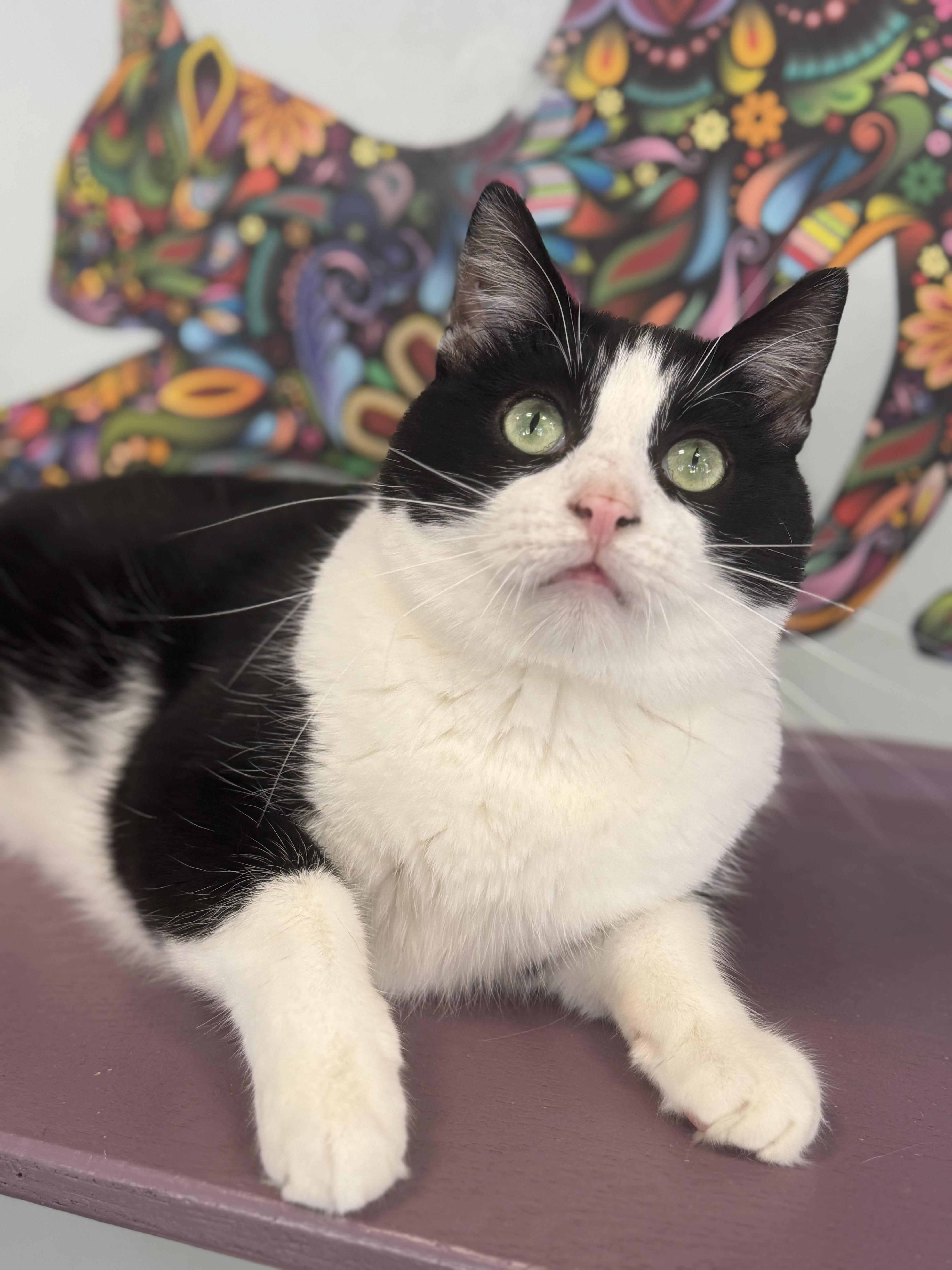Enlarge Boss, a Adopted Tuxedo in Bloomsburg, PA image 3/4