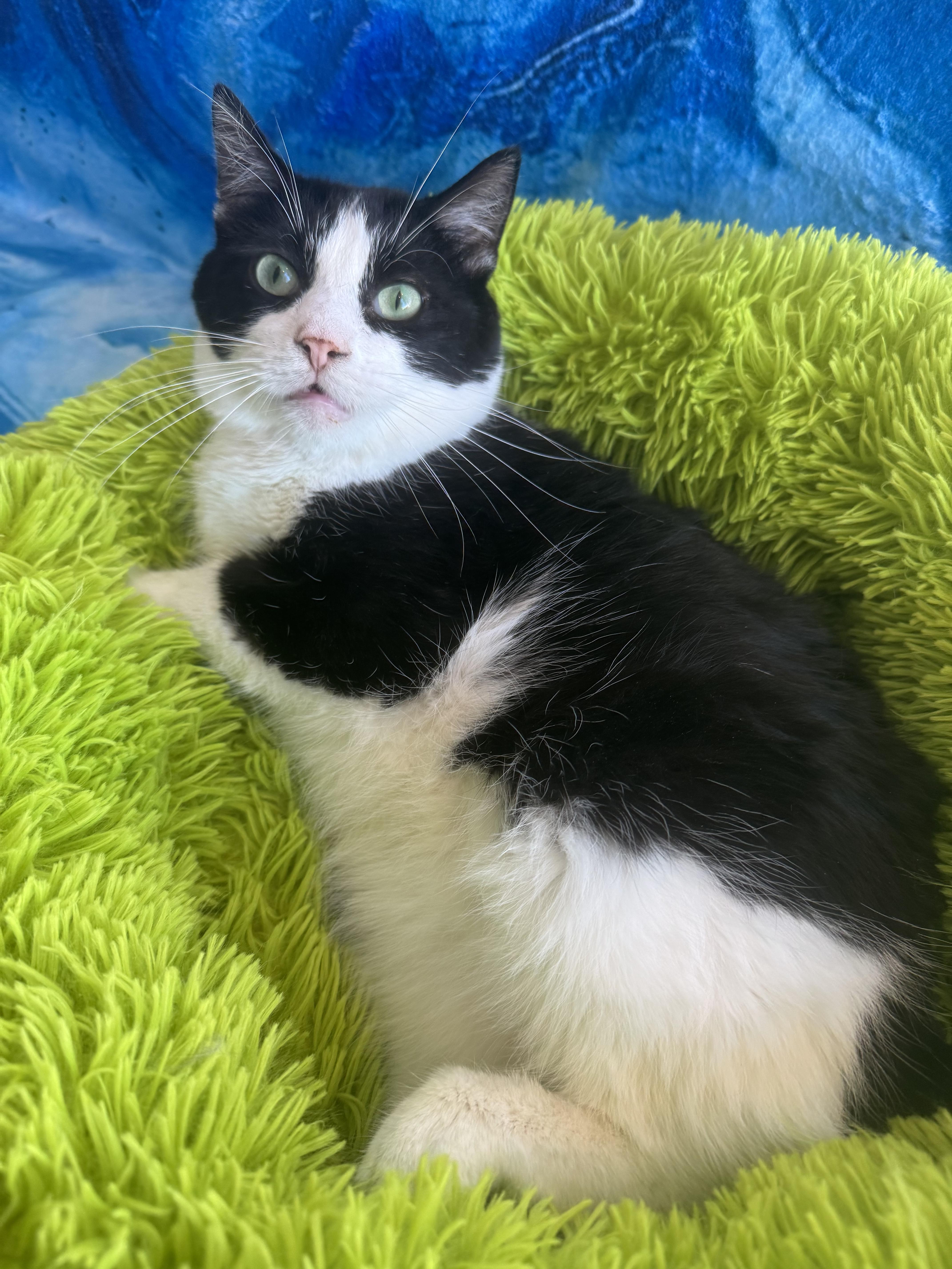 Enlarge Boss, a Adopted Tuxedo in Bloomsburg, PA image 4/4