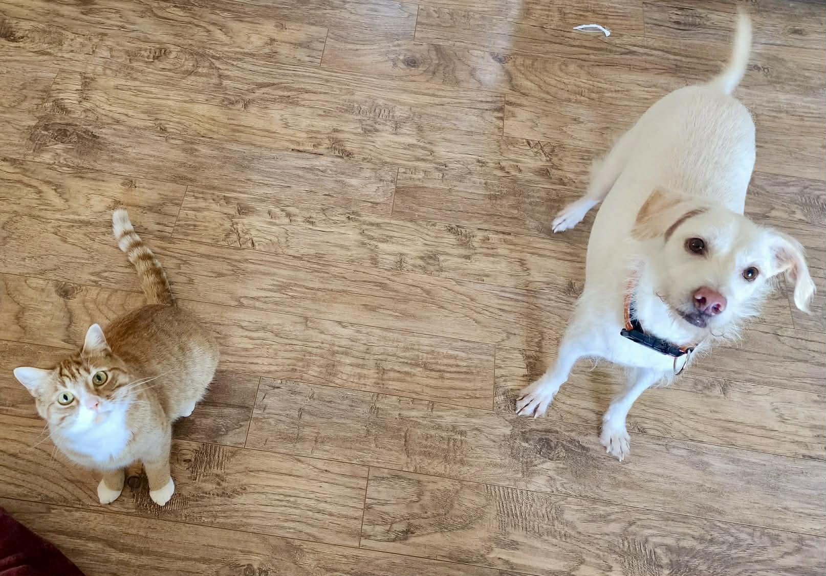 Enlarge Ratchet, a ADOPTABLE mixed breed in Didsbury, AB image 2/3