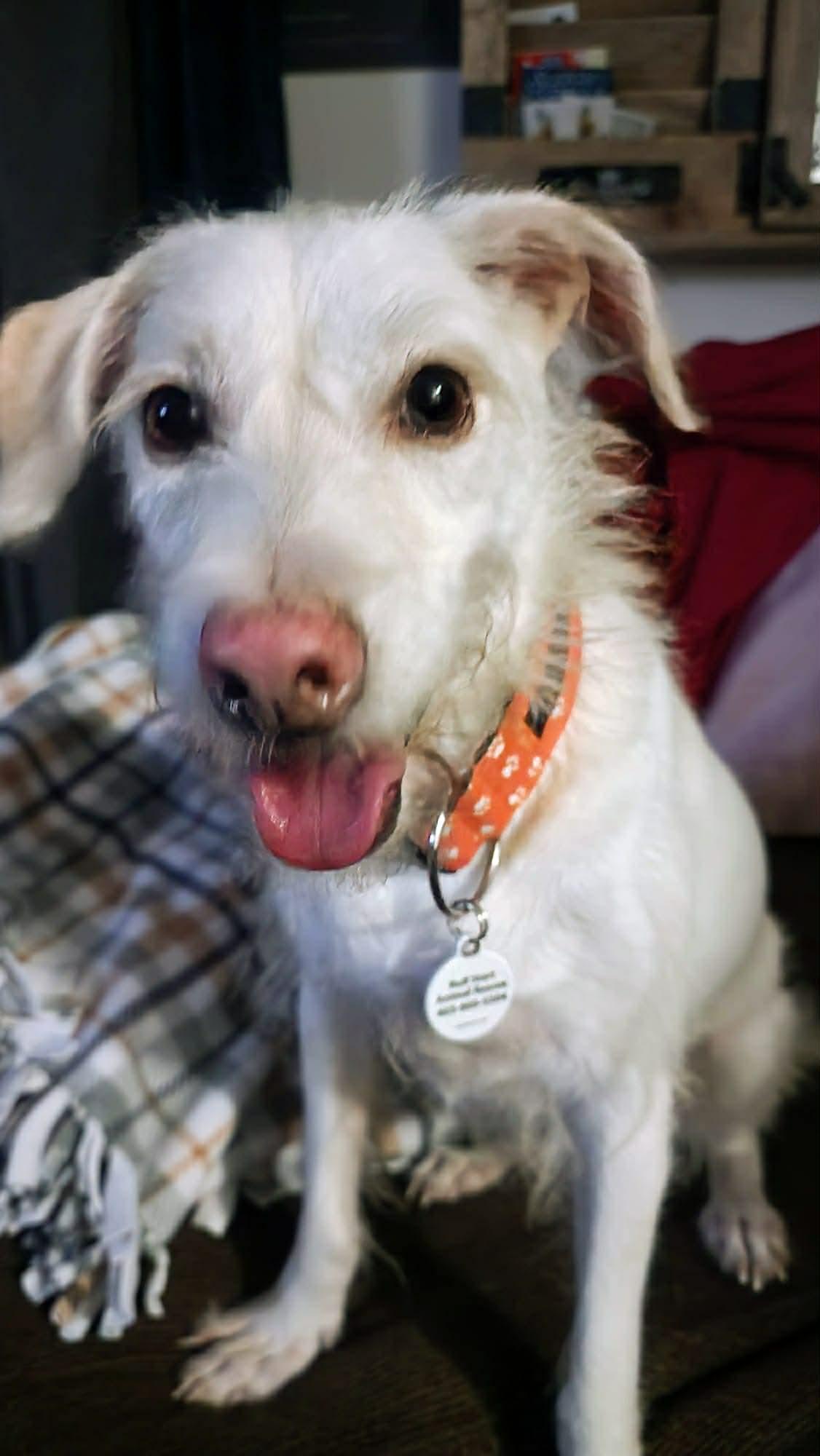 Ratchet, ADOPTABLE, Adult Male Parson Russell Terrier.