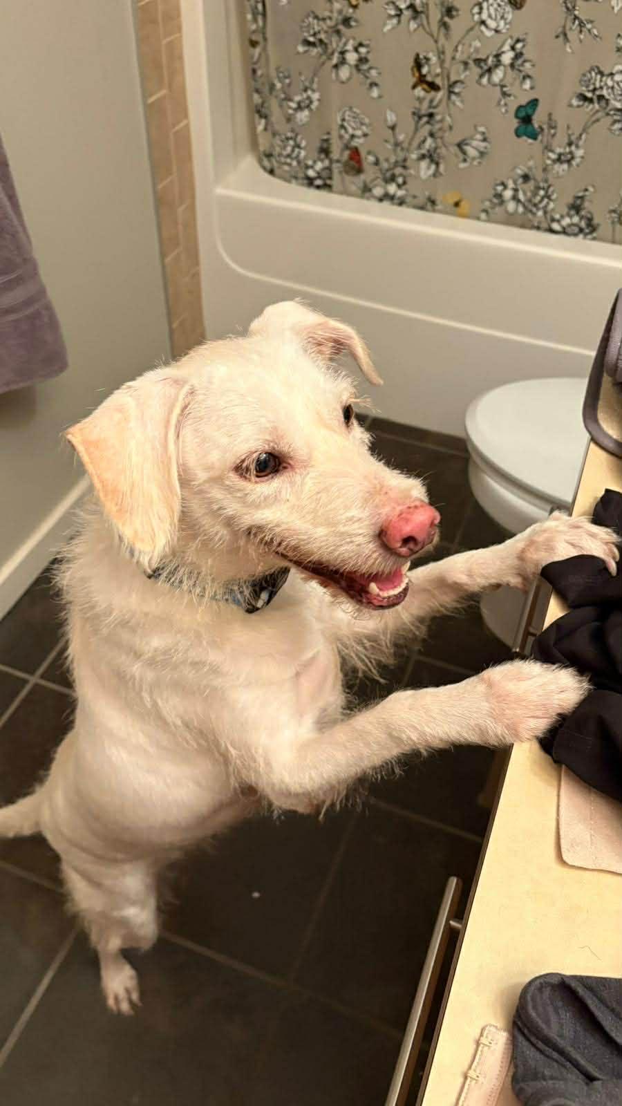 Enlarge Ratchet, a ADOPTABLE mixed breed in Didsbury, AB image 3/3