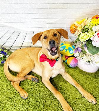 Enlarge CAM, a Adoptable mixed breed in Castro Valley, CA image 1/3