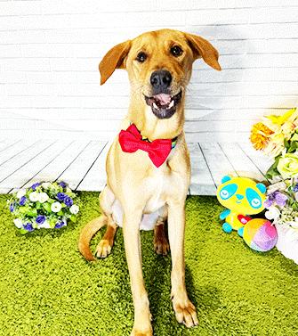 Enlarge CAM, a Adoptable mixed breed in Castro Valley, CA image 3/3