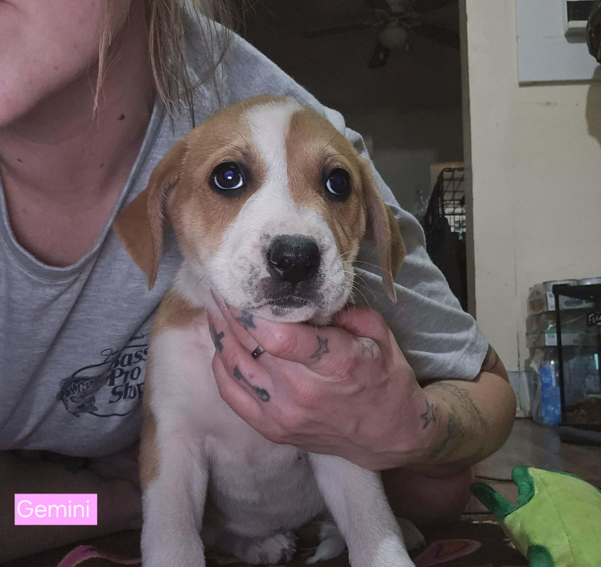 Gemini, an adopted mixed breed in Westport, MA image 3/4