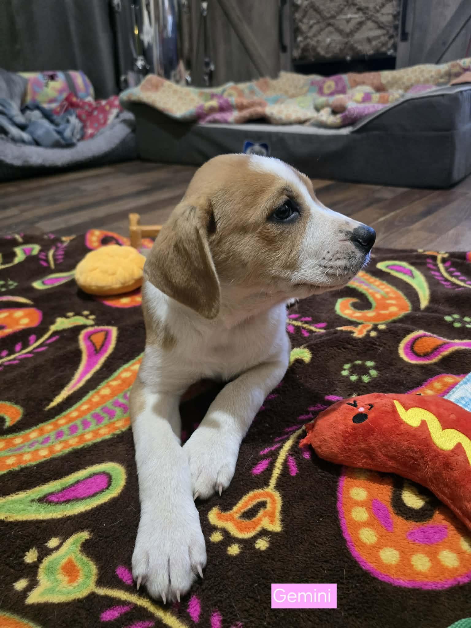 Gemini, an adopted mixed breed in Westport, MA image 2/4