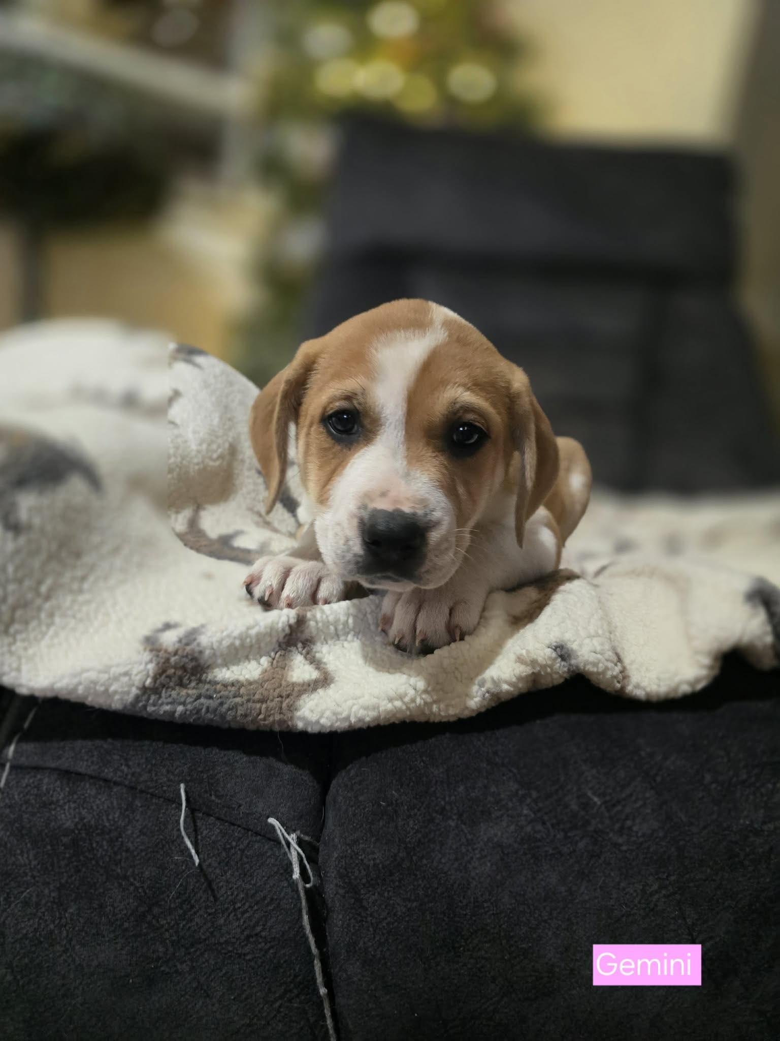 Gemini, an adopted mixed breed in Westport, MA image 4/4