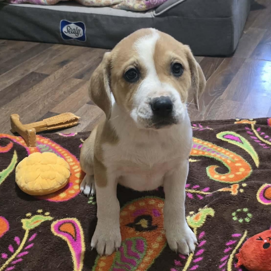 Gemini, adopted, Puppy Female Labrador Retriever.