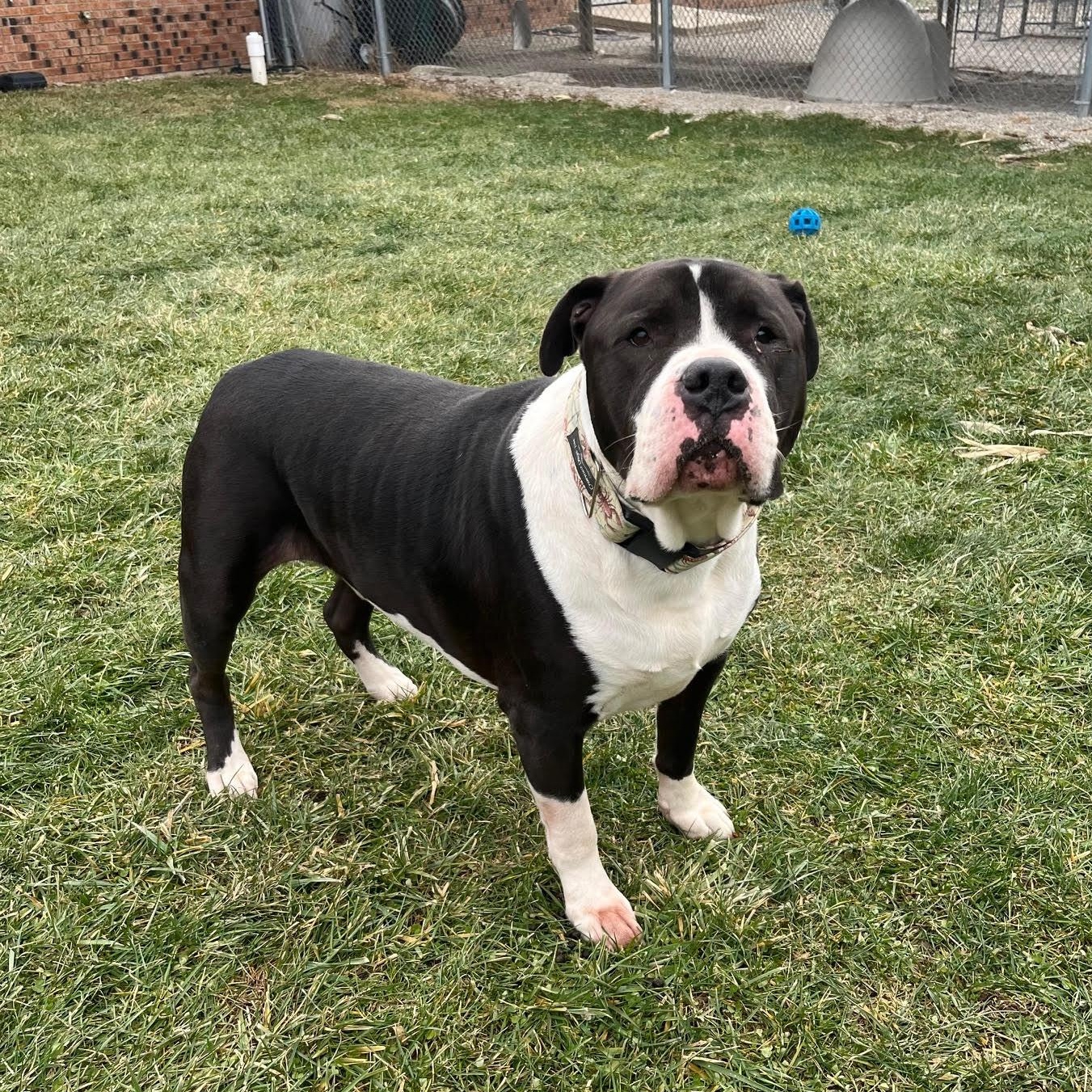 Little John thumbnail 2