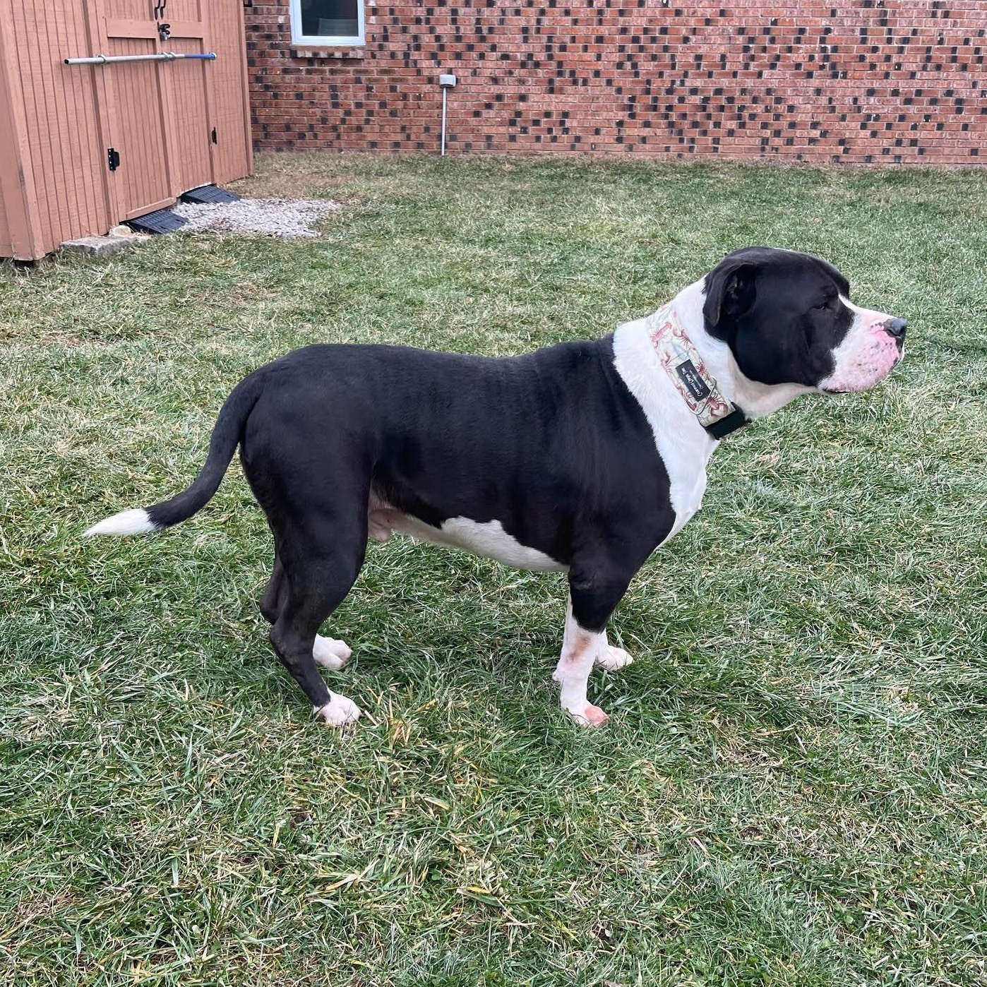 Little John thumbnail 3