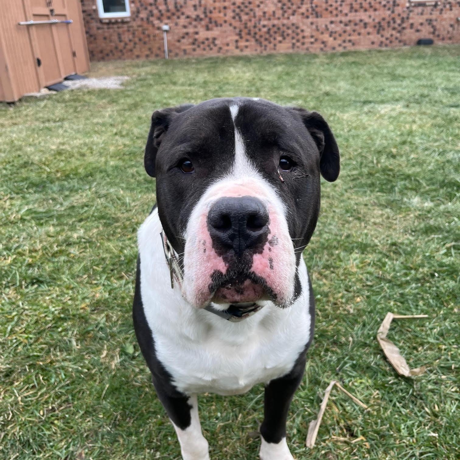 Little John thumbnail 4