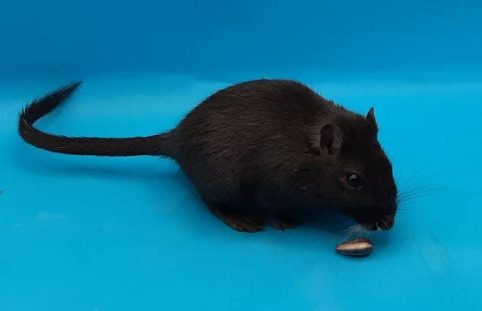 Enlarge Coco, a ADOPTABLE Gerbil in Medfield, MA image 1/1