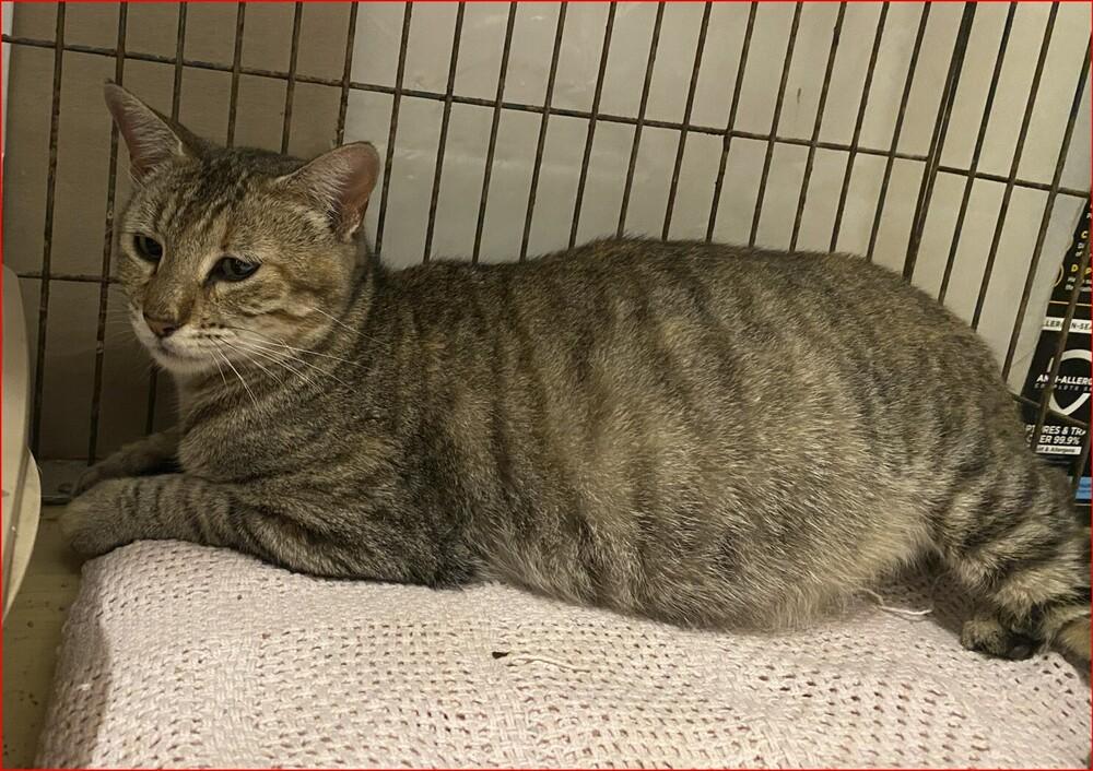 Enlarge Patty, a Adoptable mixed breed in Orlando, FL image 1/5