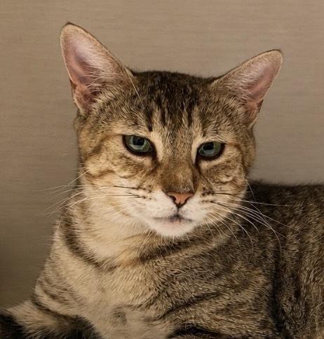 Patty, Adoptable, Young Female Tabby & Calico.
