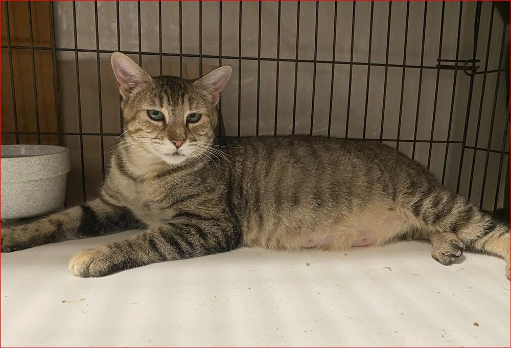 Enlarge Patty, a Adoptable mixed breed in Orlando, FL image 4/5
