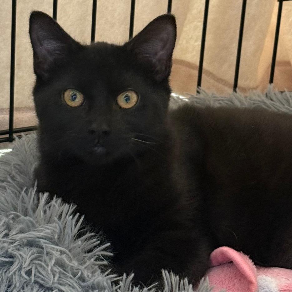 Enlarge Thackery Binx, a Adoptable Domestic Short Hair in Greensboro, GA image 3/3