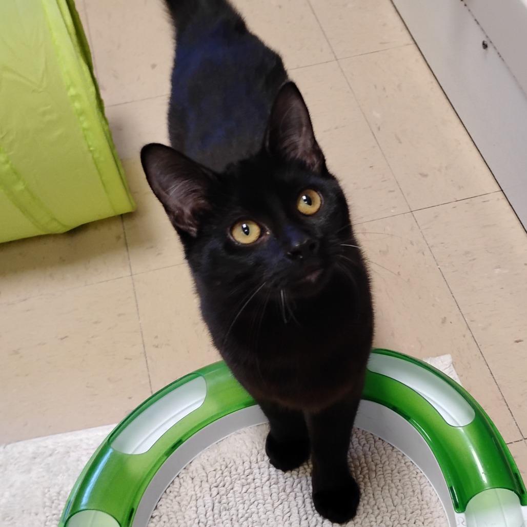 Thackery Binx, Adoptable, Young Male Domestic Short Hair.