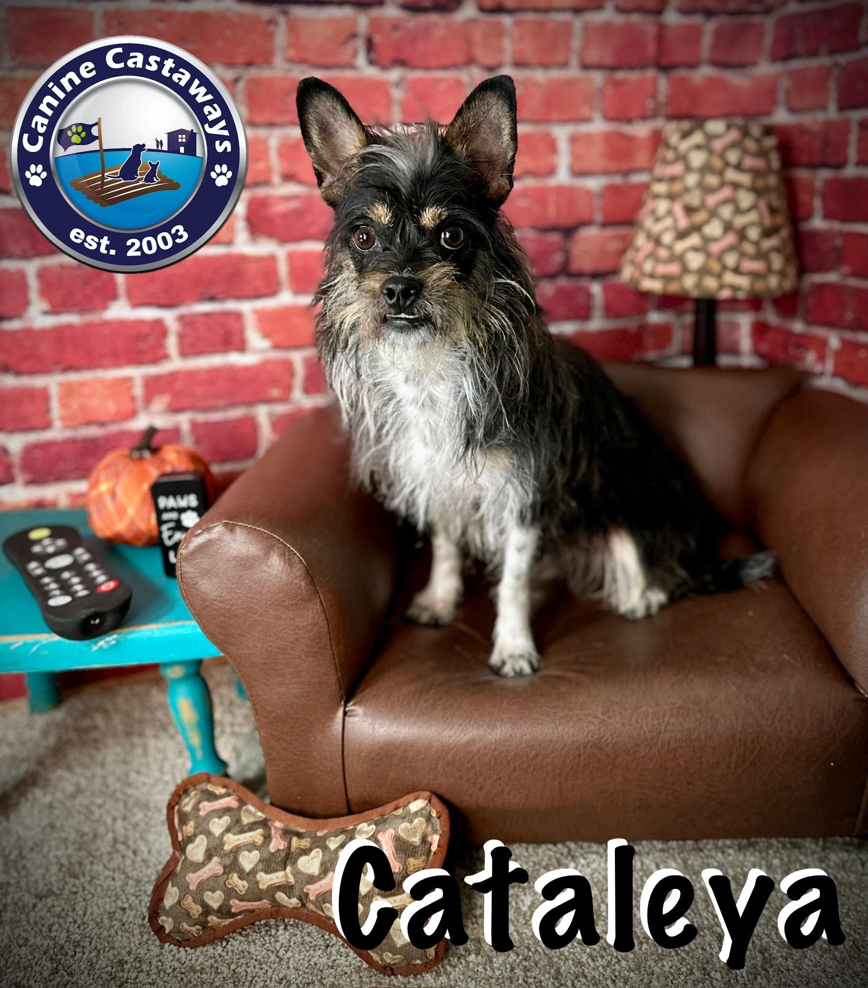 Cataleya, a Adoptable mixed breed in Arcadia, FL image 2/6