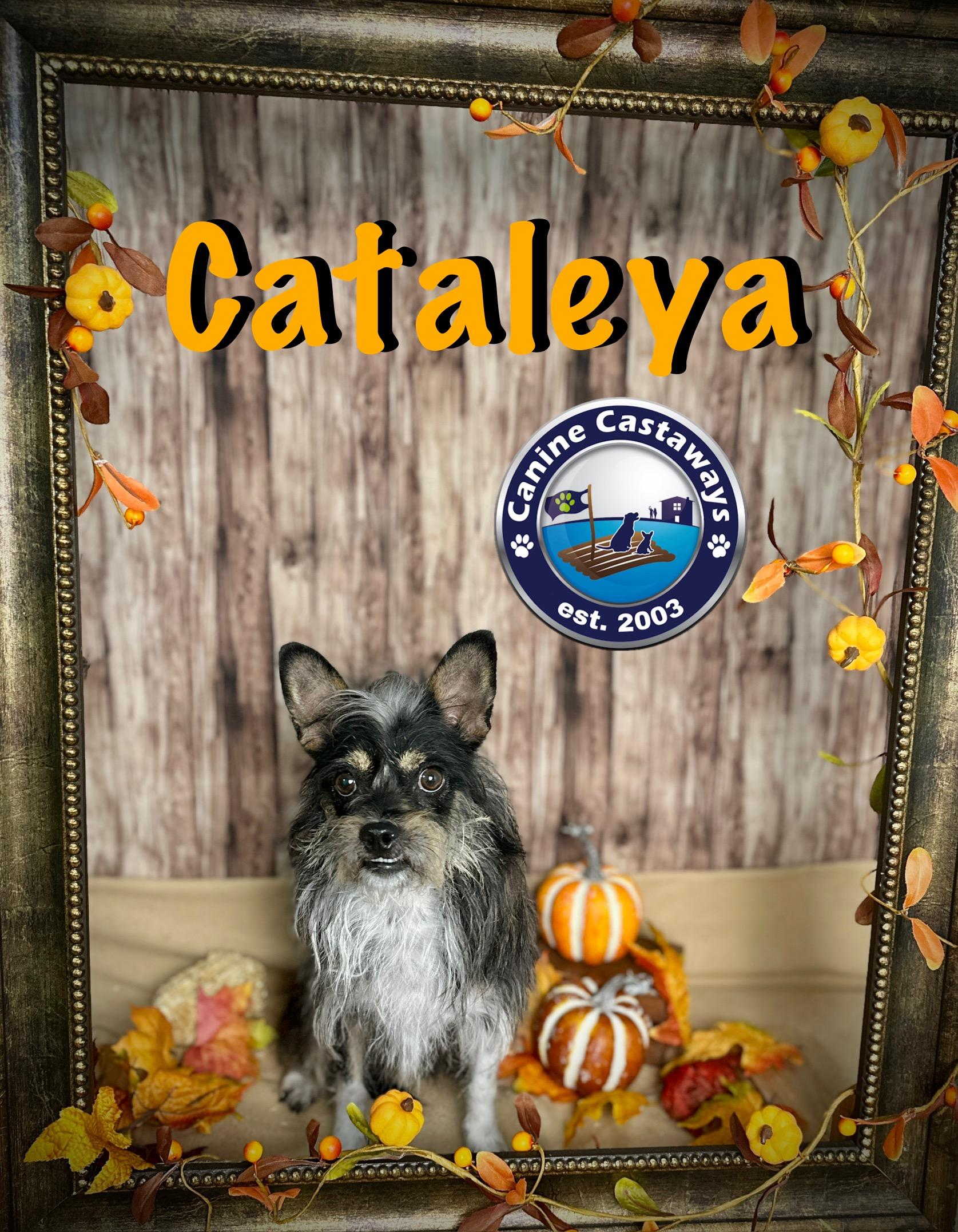 Cataleya, a Adoptable mixed breed in Arcadia, FL image 3/6