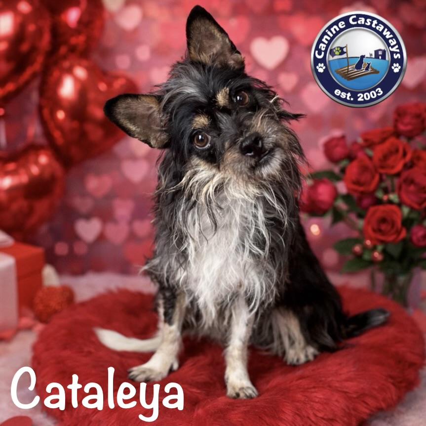Cataleya, a Adoptable mixed breed in Arcadia, FL image 1/6