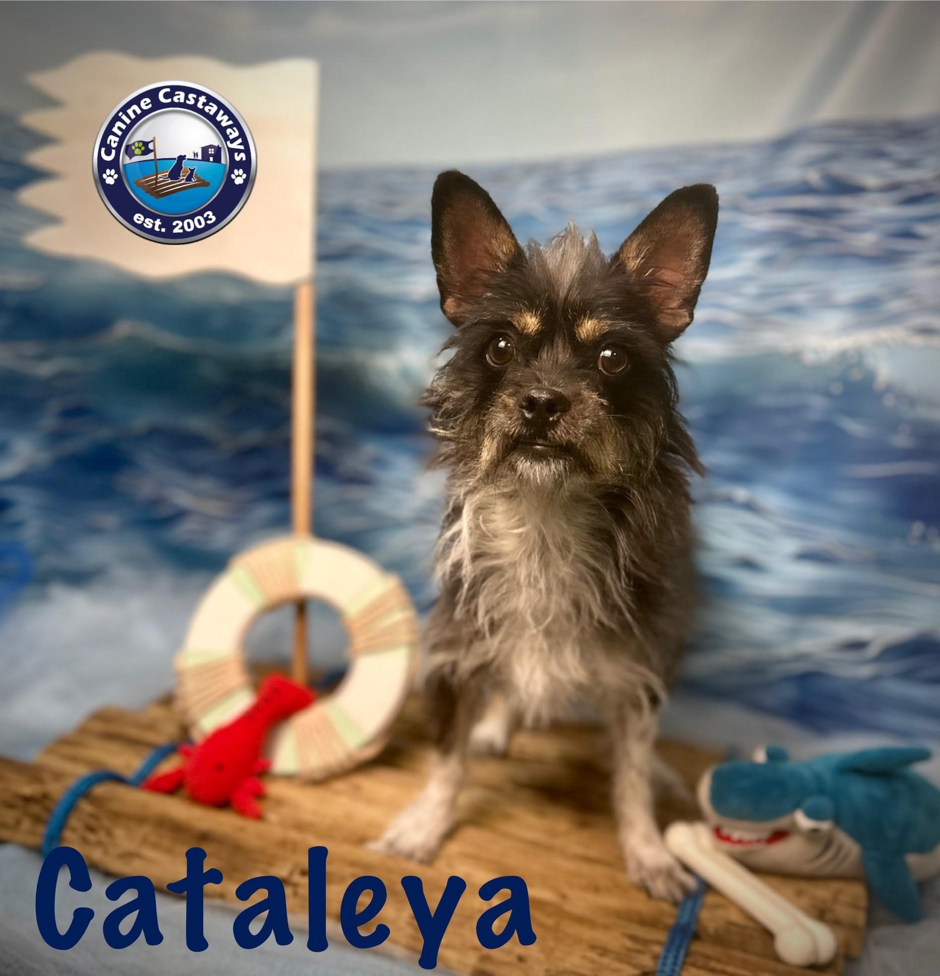 Cataleya