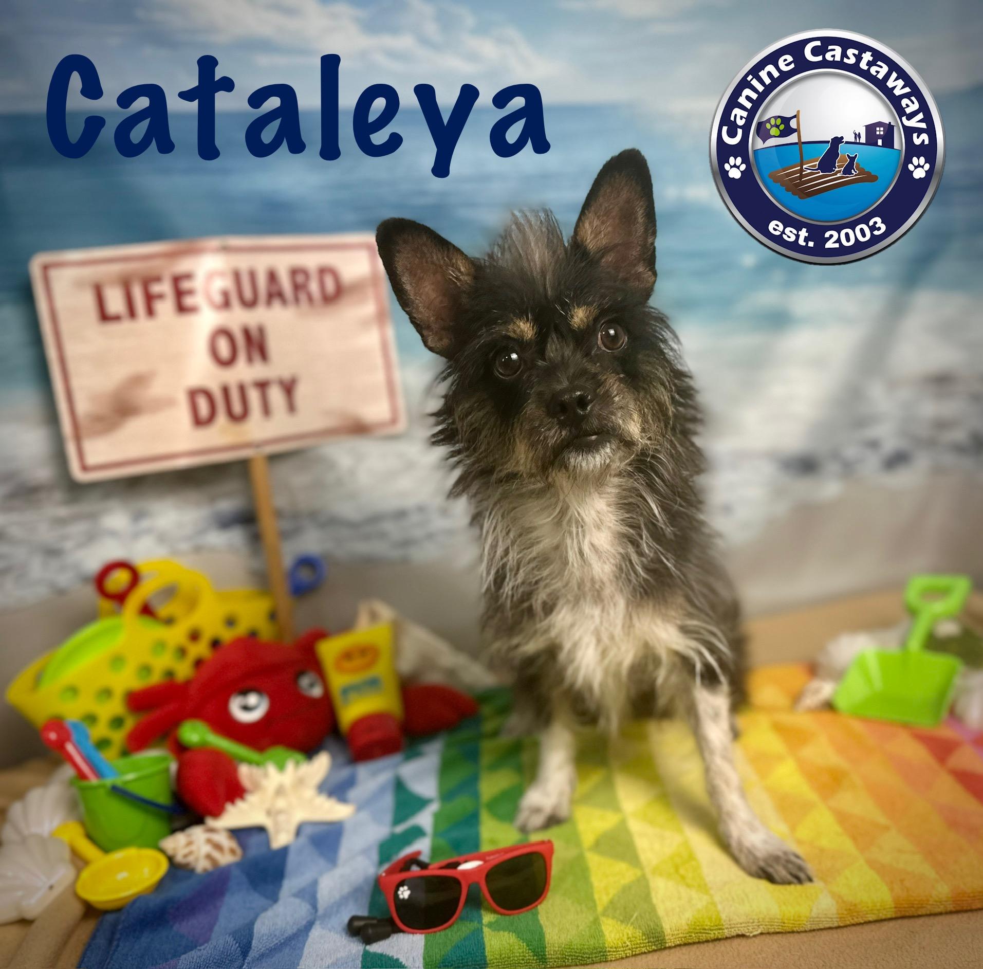 Cataleya, Adoptable, Young Female Cairn Terrier & Chihuahua.