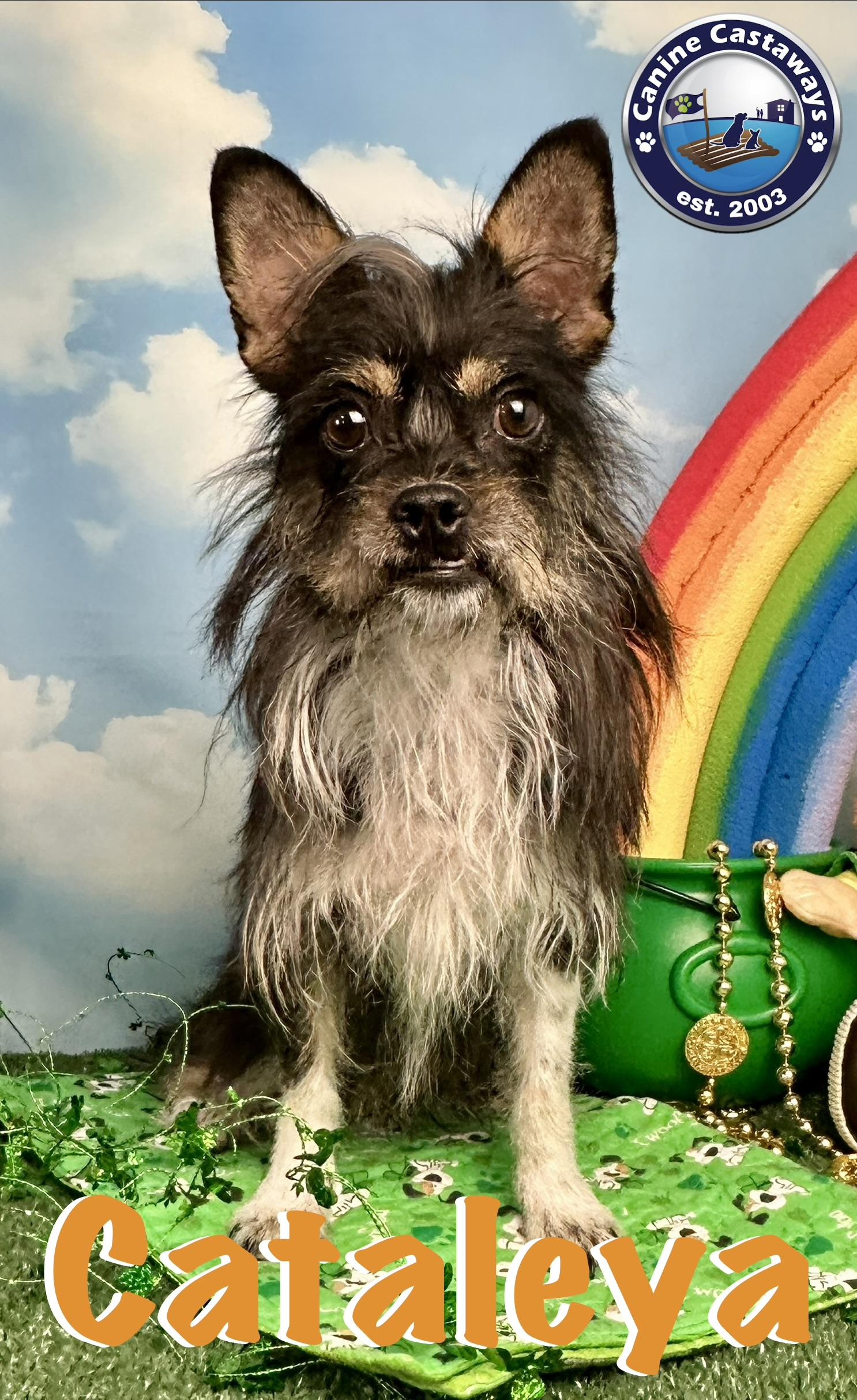 Enlarge Cataleya, a Adoptable mixed breed in Arcadia, FL image 1/6